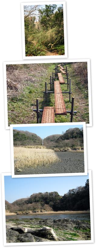 2010.2.24.小網代の森☆しだ